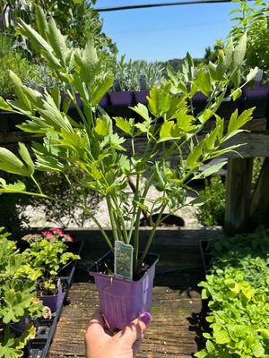 Lovage (3" herb pot)
