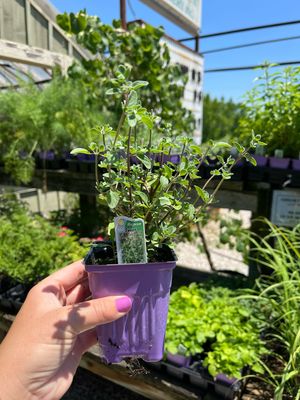 Marjoram Sweet (3" herb pot)
