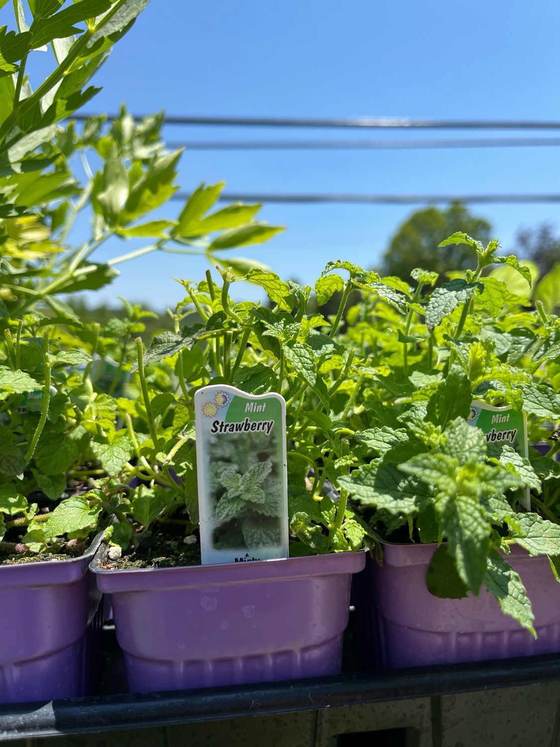 Mint Strawberry (3" herb pot)