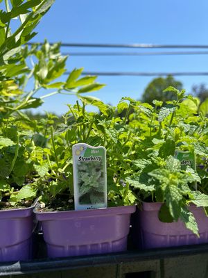 Mint Strawberry (3" herb pot)