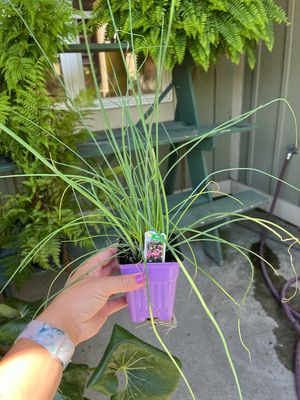 Chives  (3" herb pot)
