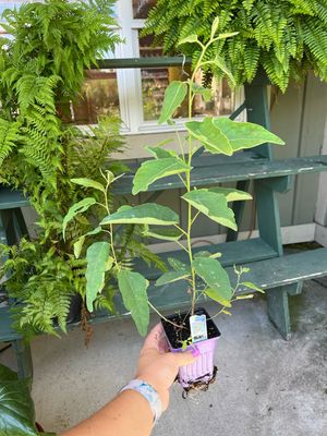 Eucalyptus Lemon Scented Gum (3" herb pot)