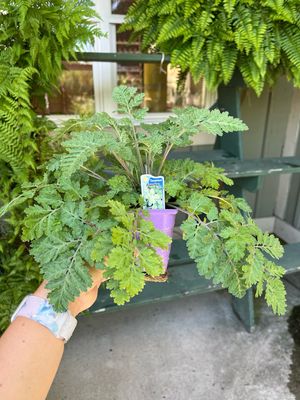 Feverfew (3" herb pot)
