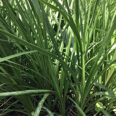 Spike (3 1/2" Pot Filler) $5.99