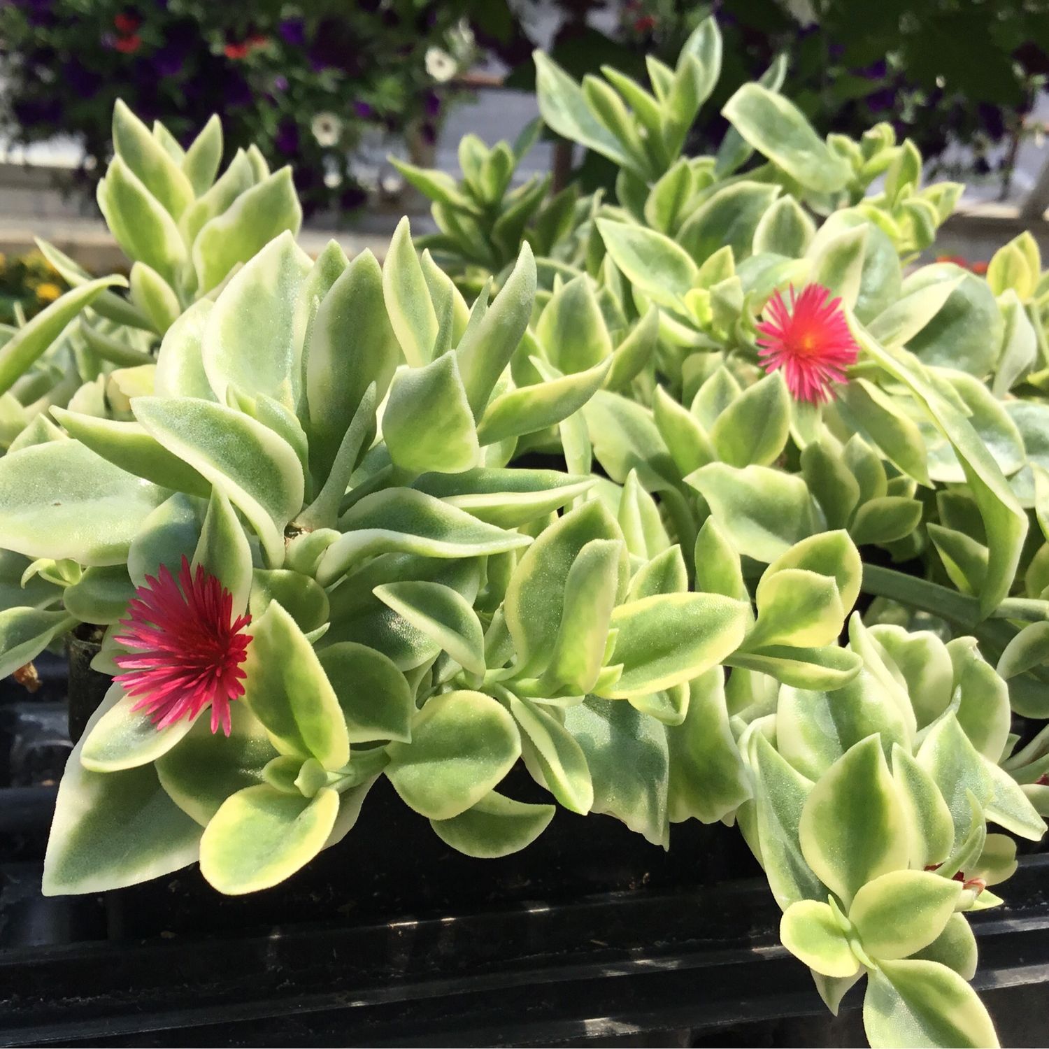 Mezoo Plant (4” pot)