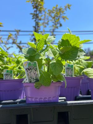 Mint Apple (3" herb pot)