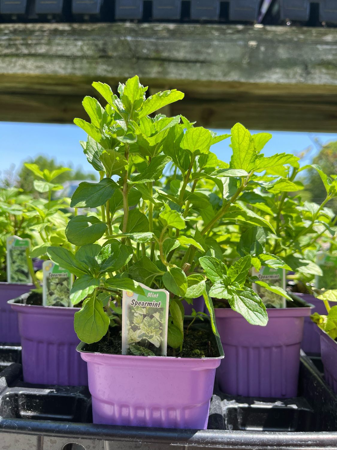 Mint Spearmint (3&quot; herb pot)