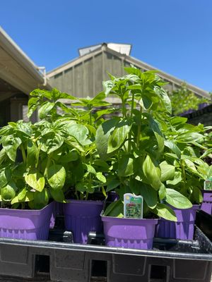 Basil Sweet (3" herb pot)