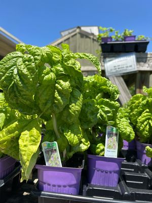 Basil Lettuce Leaf (3" herb pot)