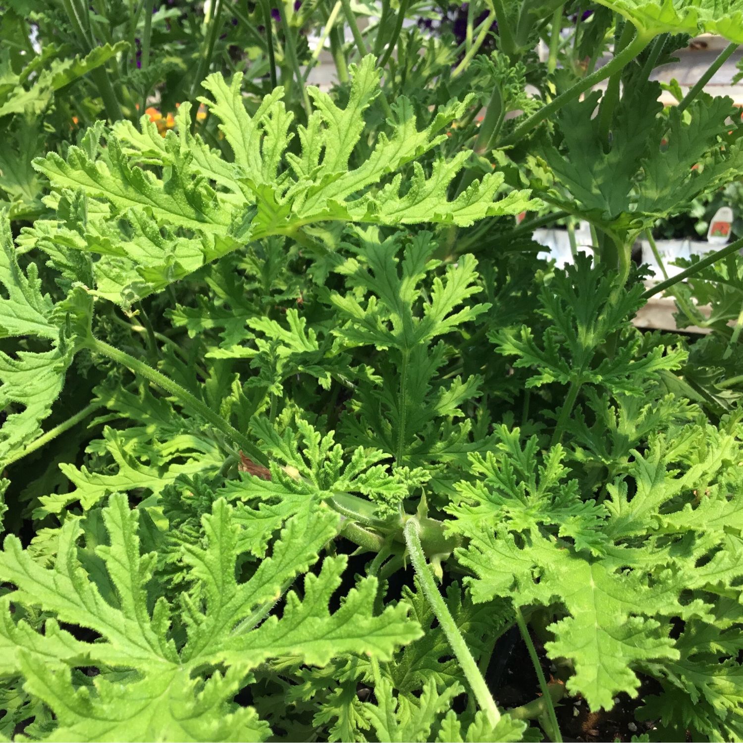 Geranium Mosquito Citronella (4 1/2&quot; pot)