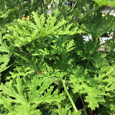 Geranium Mosquito Citronella (4 1/2" pot)