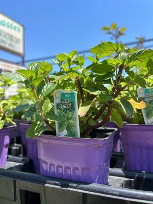 Mint Blackcurrant (3" herb pot)