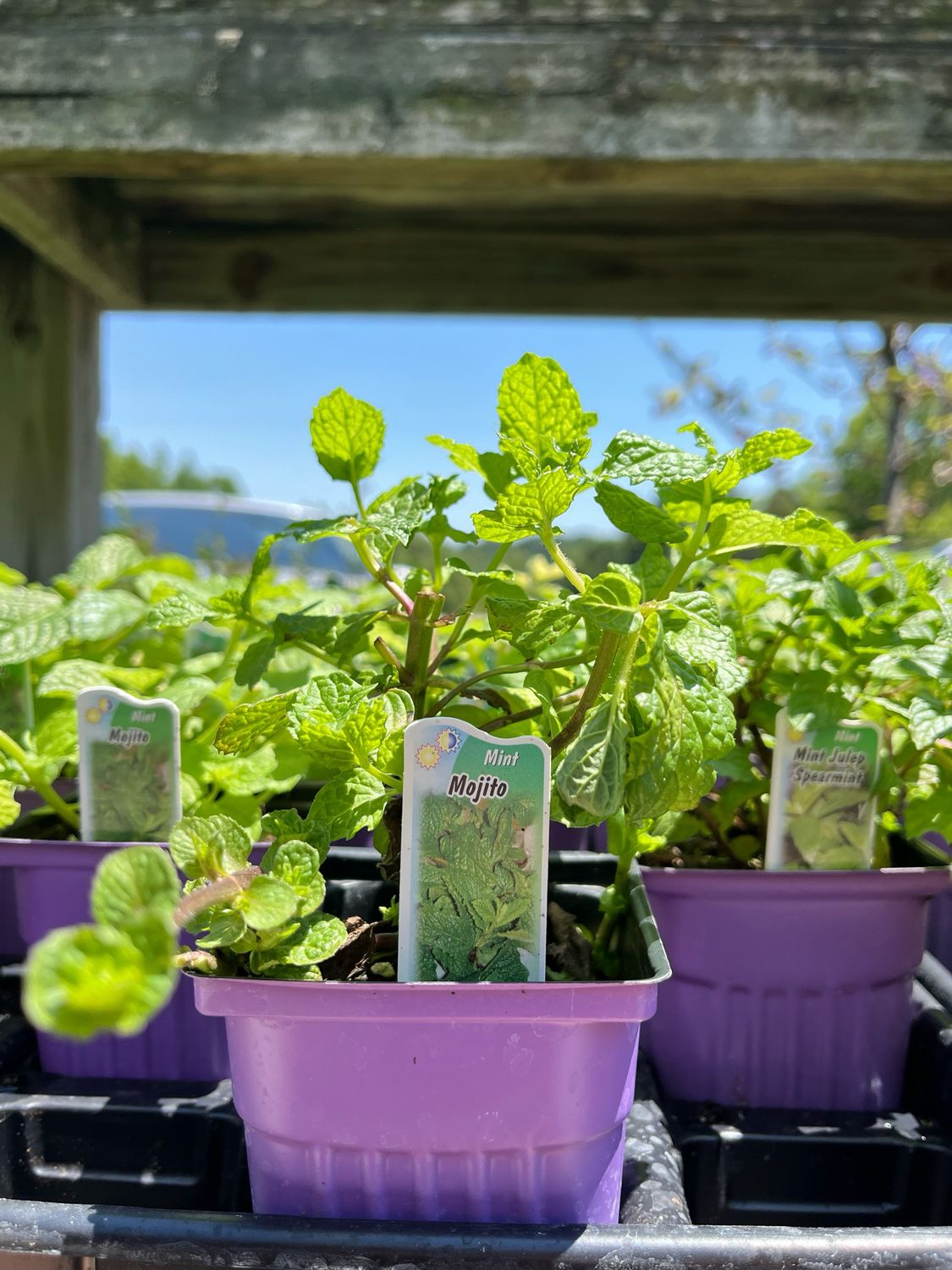 Mint Mojito (3" herb pot)