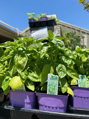 Basil Genovese (3" herb pot)