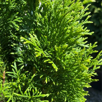 Arborvitae Emerald Green Thuja Smaragd (3 gallon) $59.99