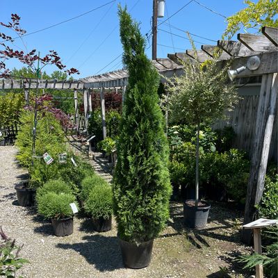 Arborvitae Emerald Green Thuja Smaragd (7 gallon) $129.99
