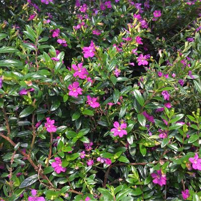 Cuphea Mexican Heather DIANA Pink Floriglory (quart pot)