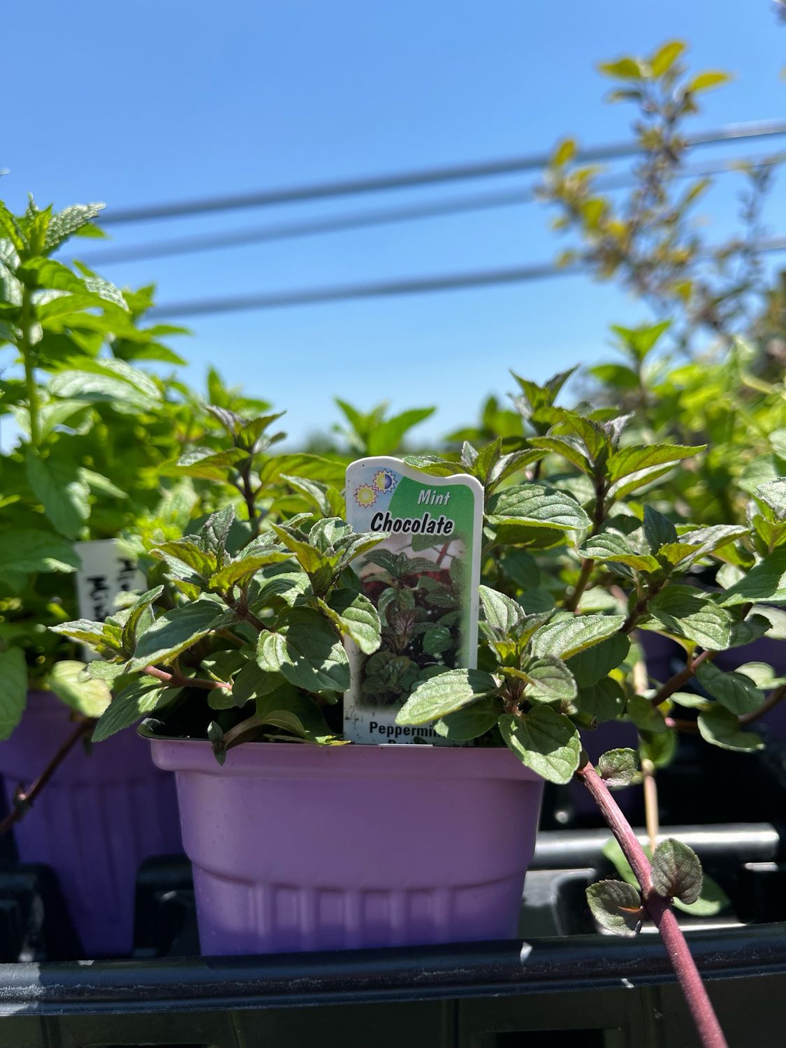 Mint Chocolate (3&quot; herb pot)