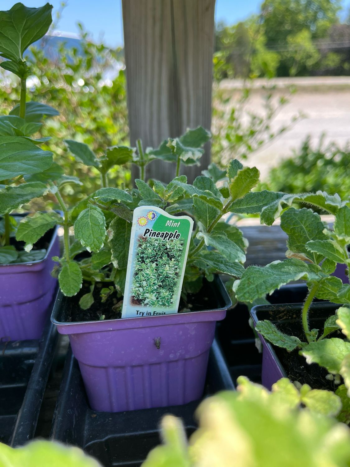 Mint Pineapple (3" herb pot) Mint Pineapple (3" herb pot)