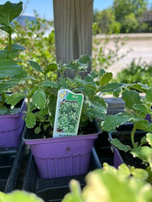 Mint Pineapple (3" herb pot) Mint Pineapple (3" herb pot)