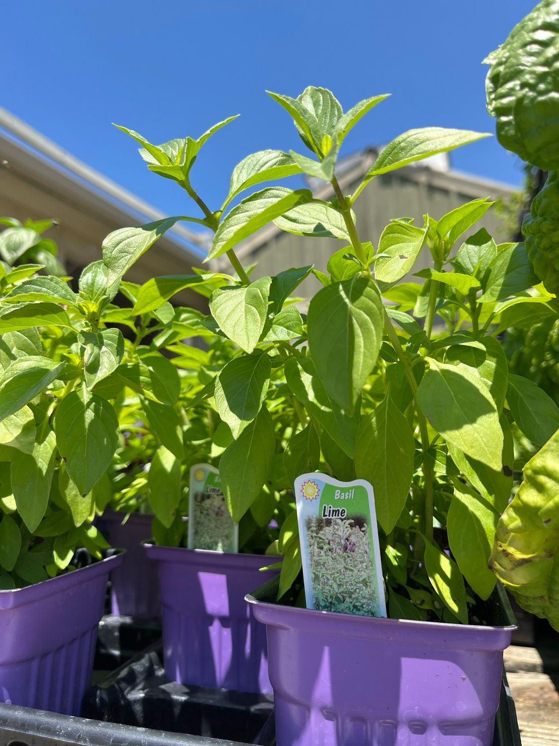 Basil Lime (3&quot; herb pot)