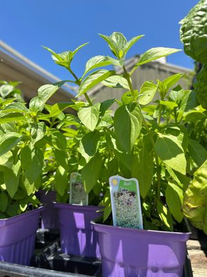 Basil Lime (3" herb pot)