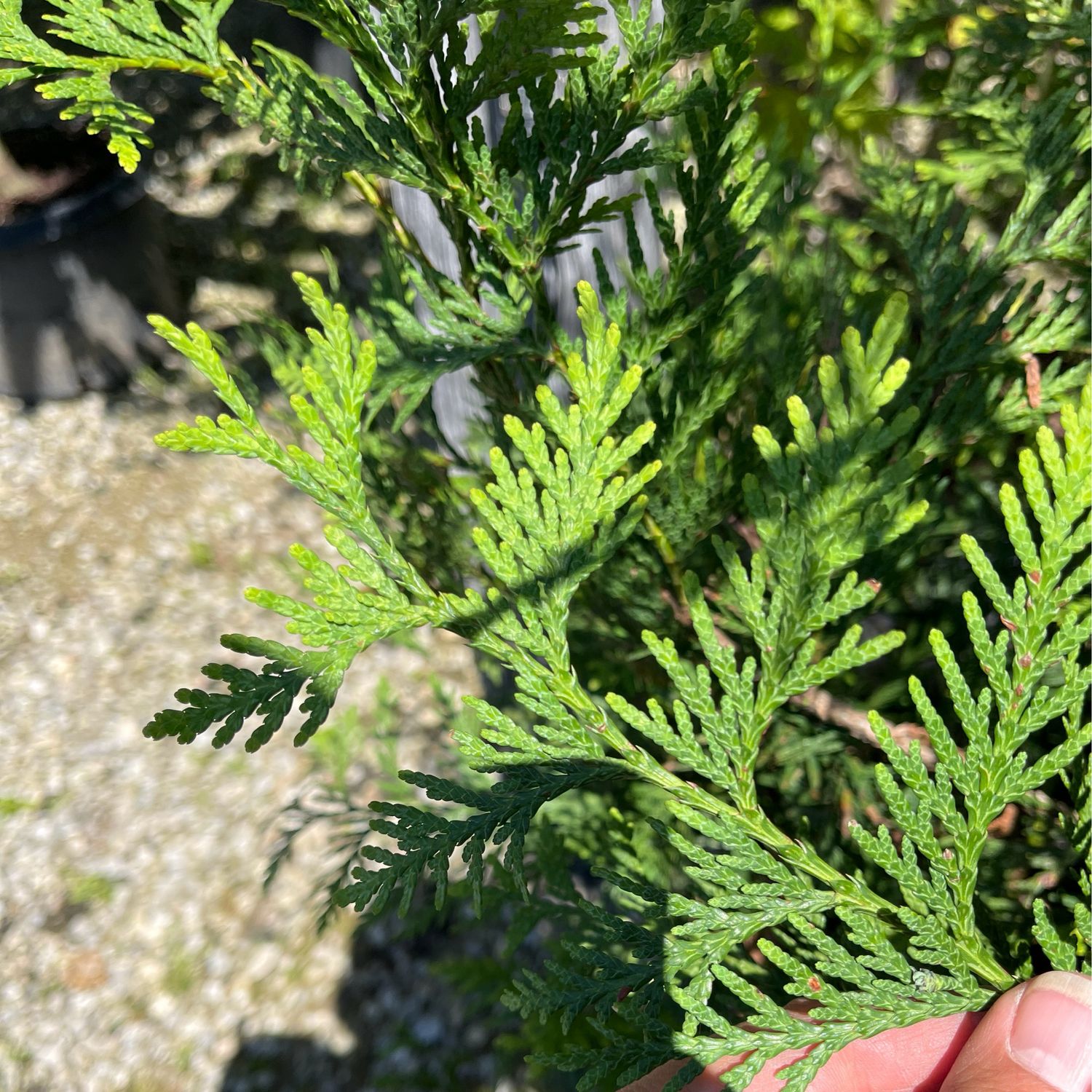Arborvitae Green Giant Thuja (7 gallon) $169.99