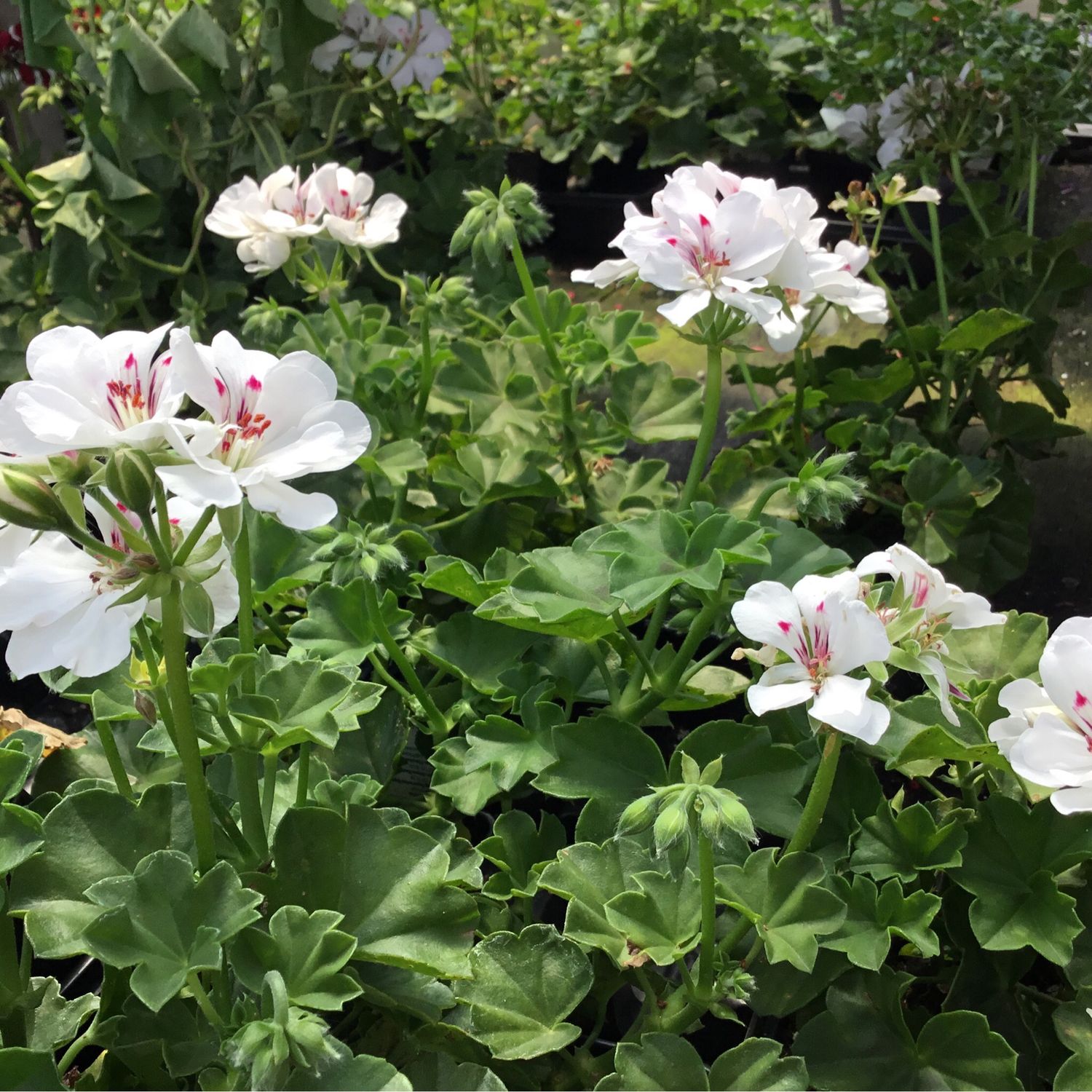 Ivy Geranium White Red Eye (4 1/2" pot)