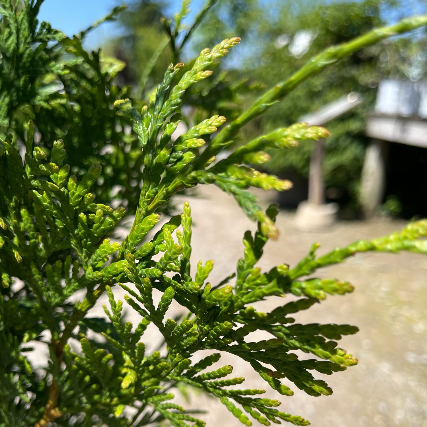 Arborvitae Green Giant Thuja (3 gallon) $59.99