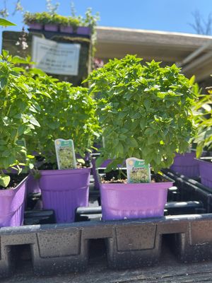 Basil Boxwood (3" herb pot)