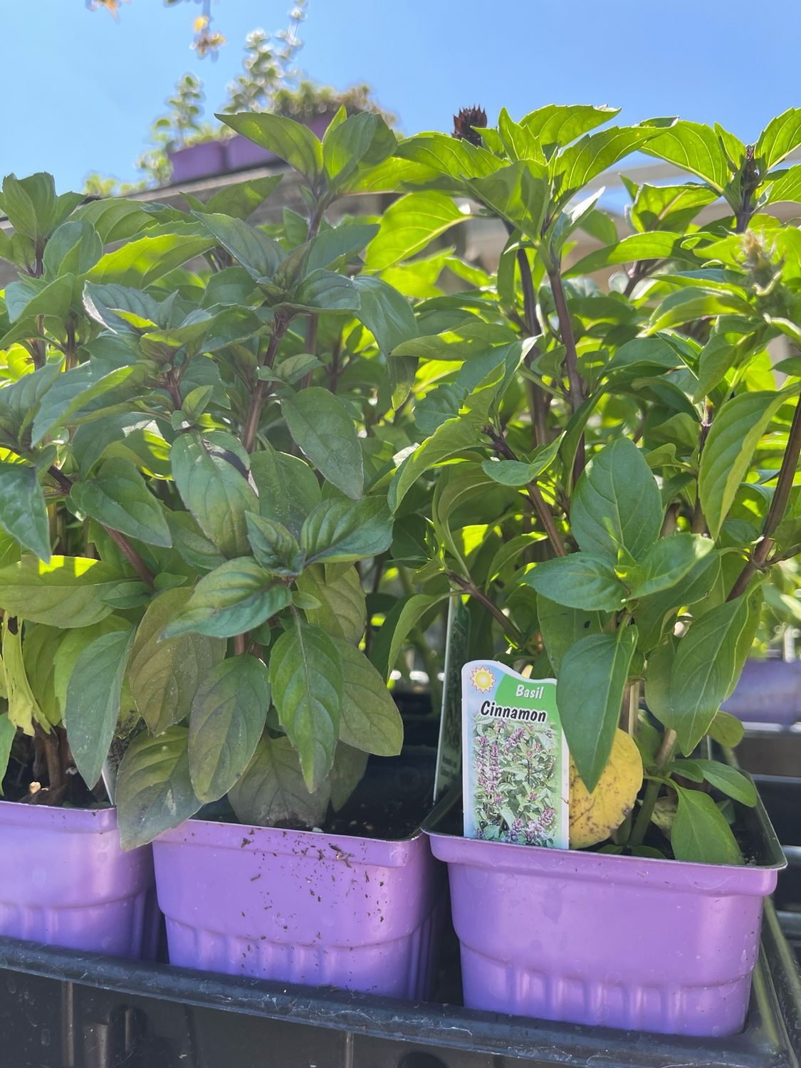 Basil Cinnamon (3" herb pot)