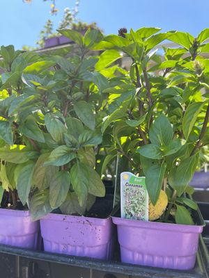 Basil Cinnamon (3" herb pot)