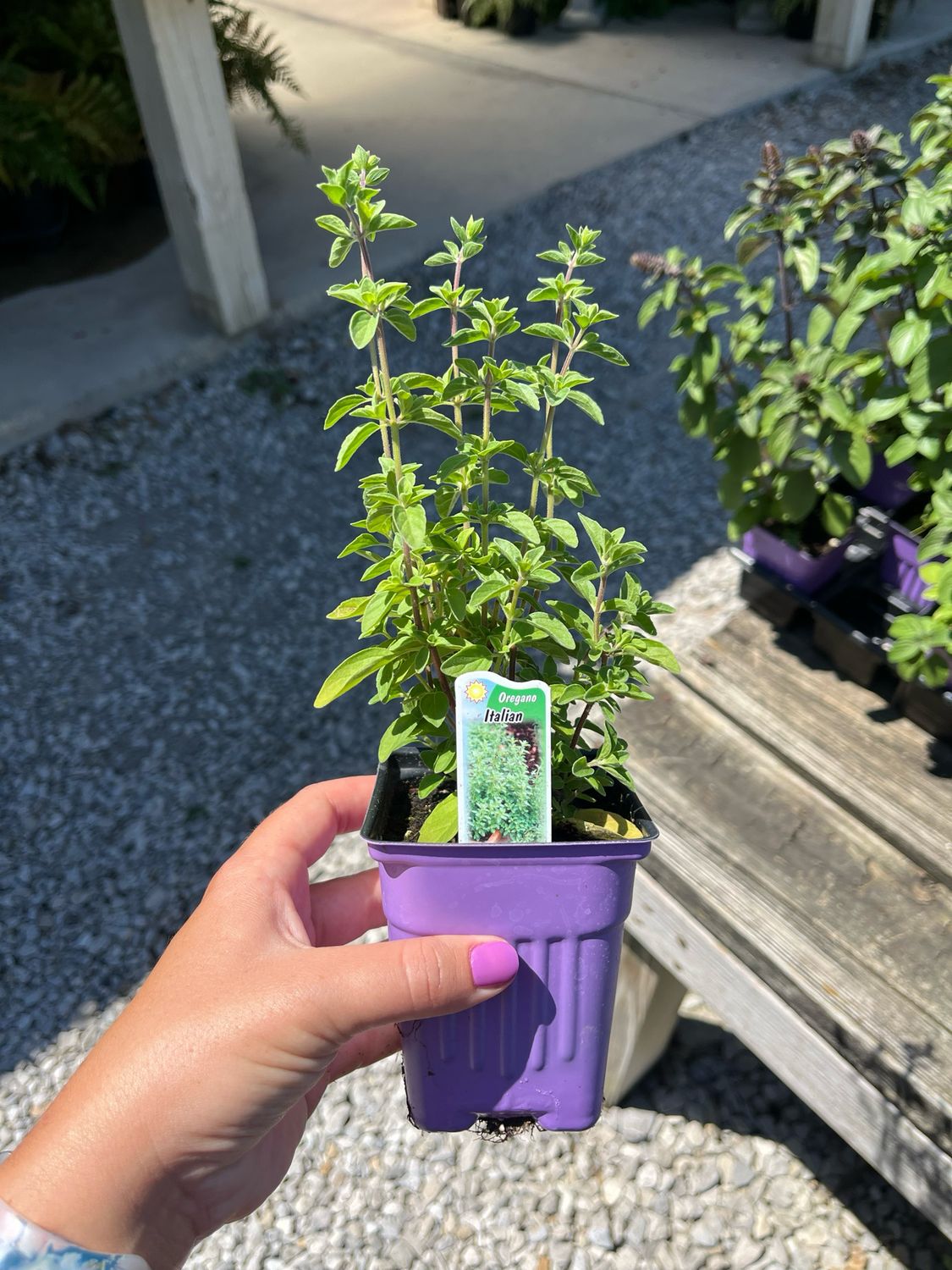 Oregano Italian (3" herb pot)