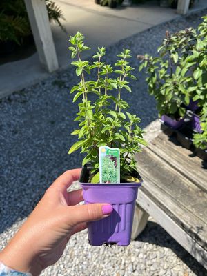 Oregano Italian (3" herb pot)