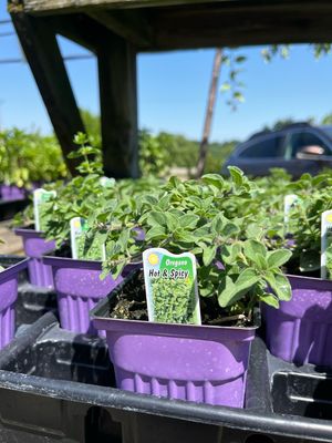Oregano Hot and Spicy (3" herb pot)