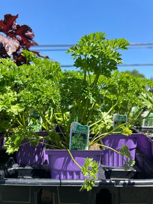 Parsley Forest Green Curled (3" herb pot)