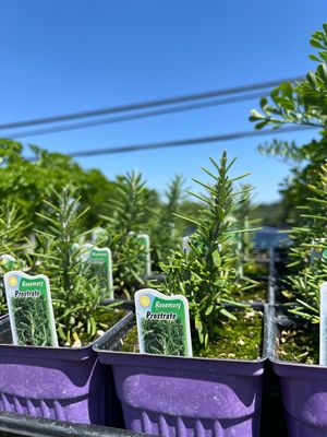 Rosemary Prostrate/Creeping (3" herb pot) Rosemary Prostrate/Creeping (3" herb pot)