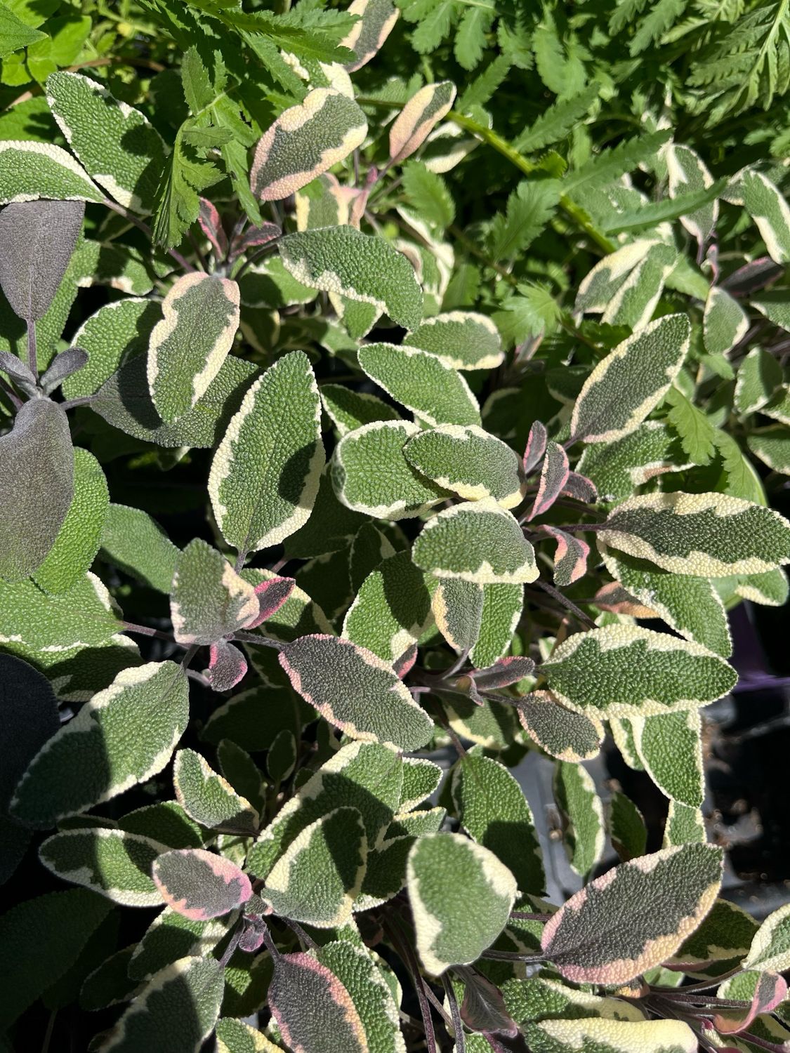 Sage Tricolor Variegated (3&quot; herb pot)
