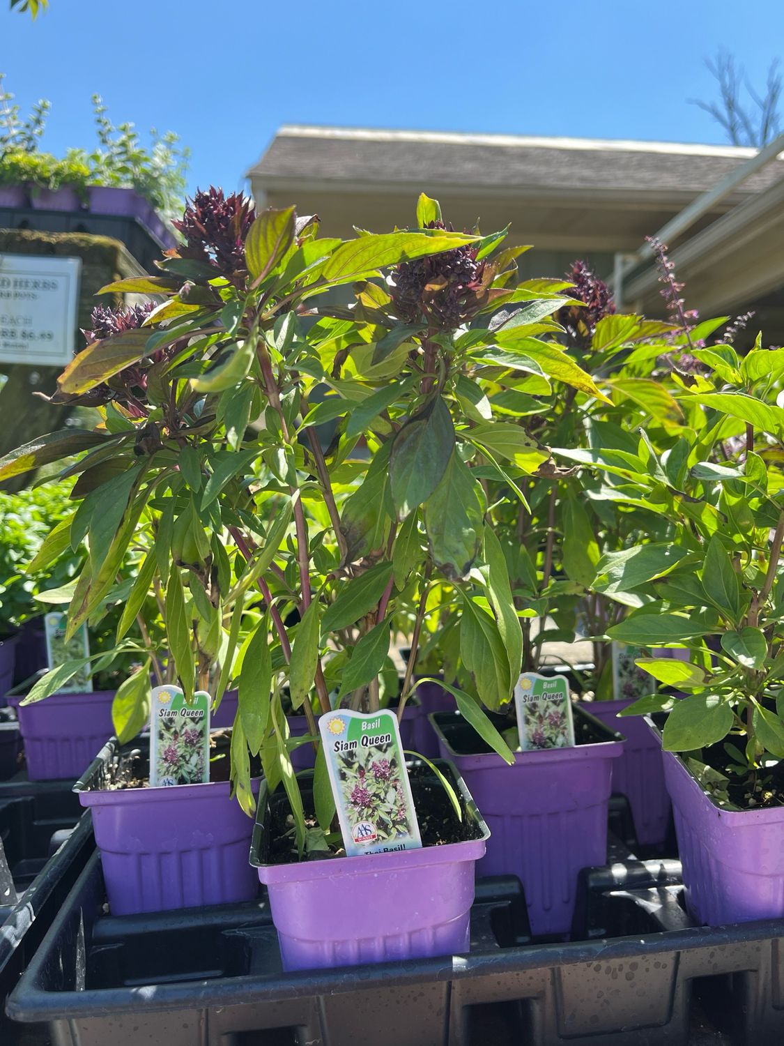 Basil Siam Queen (3” herb pot)