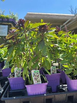Basil Siam Queen (3” herb pot)
