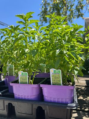 Basil Fino Verde (3" herb pot)