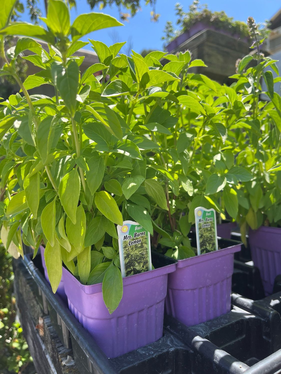 Basil Lemon Mrs Burns (3&quot; herb pot)