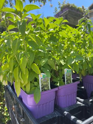 Basil Lemon Mrs Burns (3" herb pot)