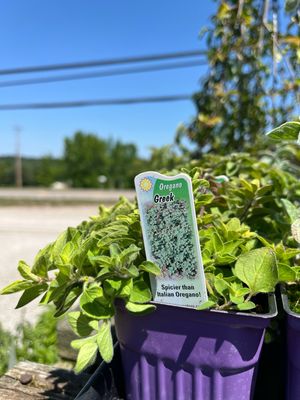 Oregano Greek  (3" herb pot)