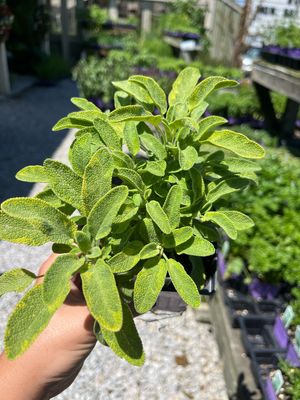 Sage Icterina Variegated Golden Aurea (3" herb pot)