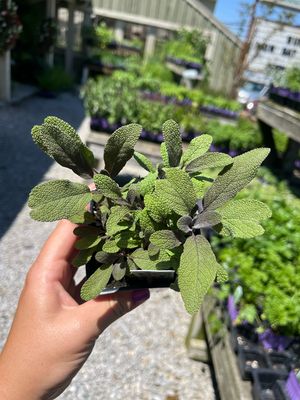 Sage Purple (3" herb pot)
