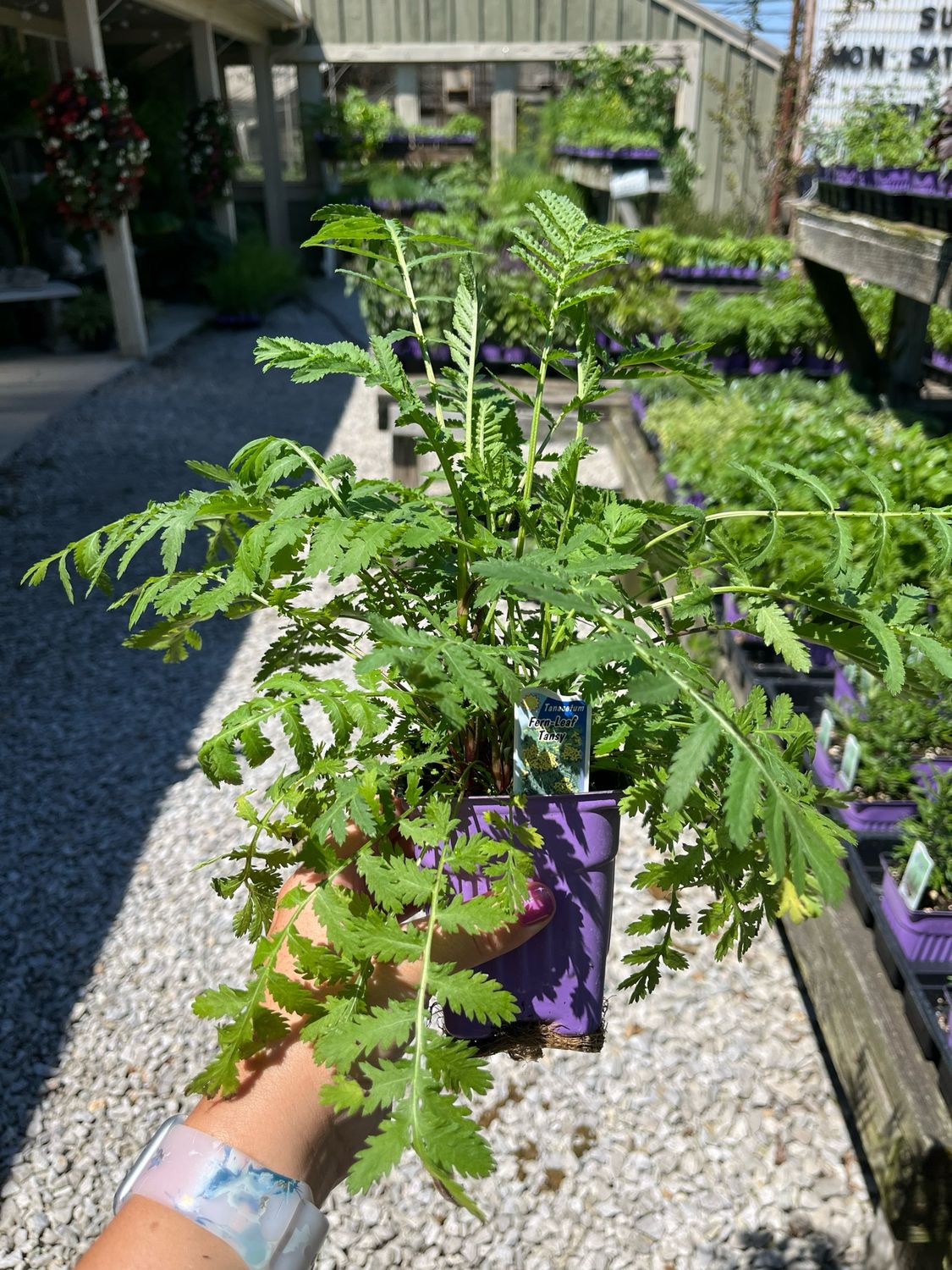Tansy Fernleaf (3&quot; herb pot)