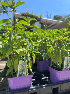 Basil Thai Magic (3" herb pot)