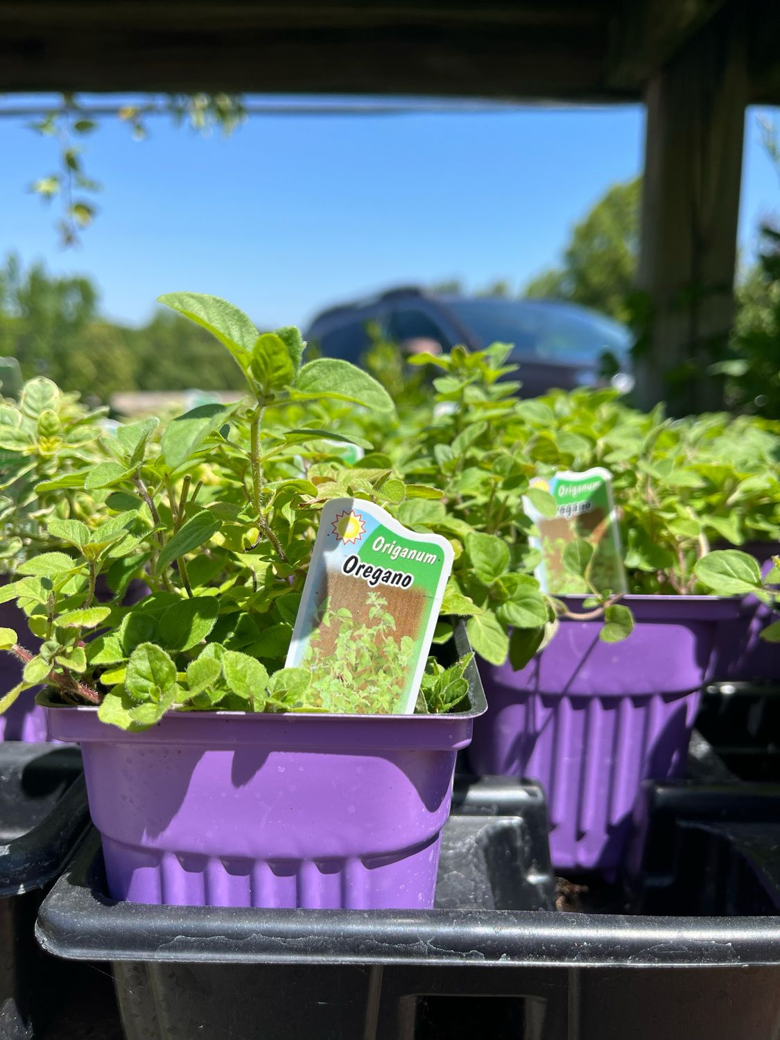 Oregano Common (3" herb pot)