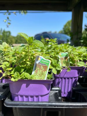 Oregano Common (3" herb pot)